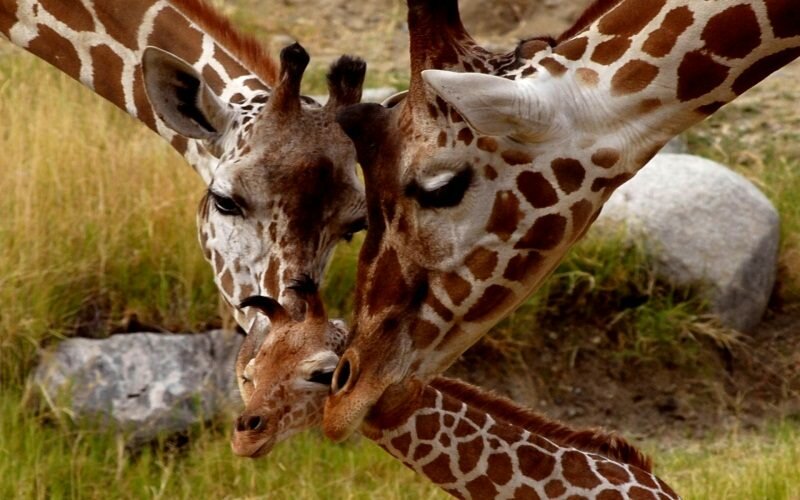 Giraffe, Parental Love. Источник: http://goo.gl/5QTqz