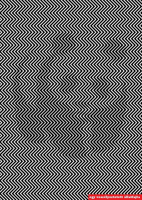 panda1